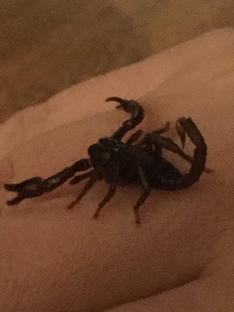 Asian Forest Scorpion