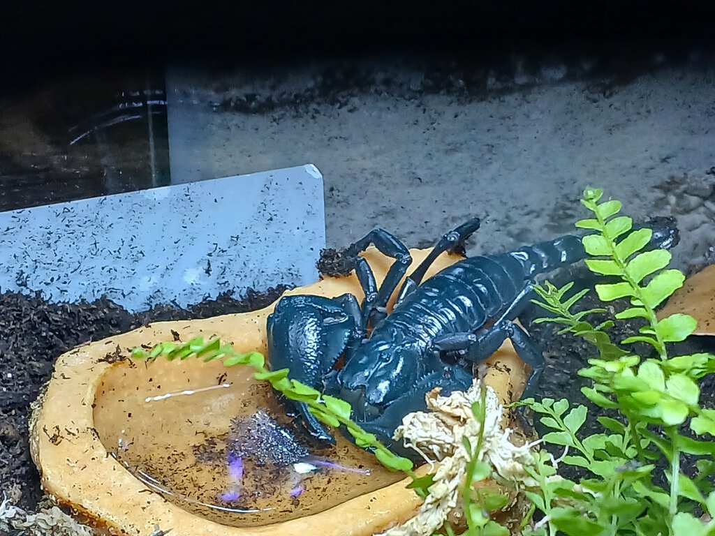 Asian forest scorpion