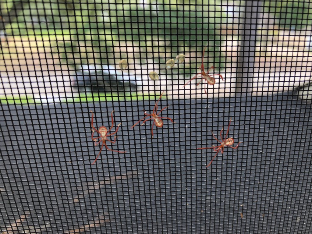 insect eggs on window