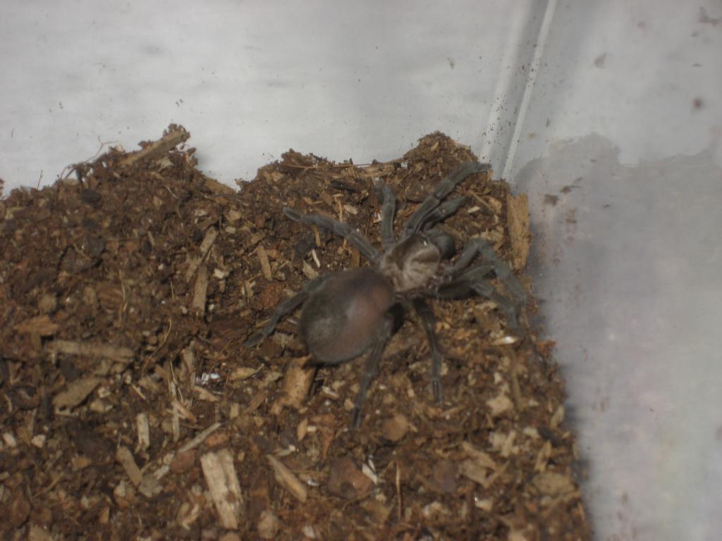 At least 7 yr old Aphonopelma sp. "white mountains"