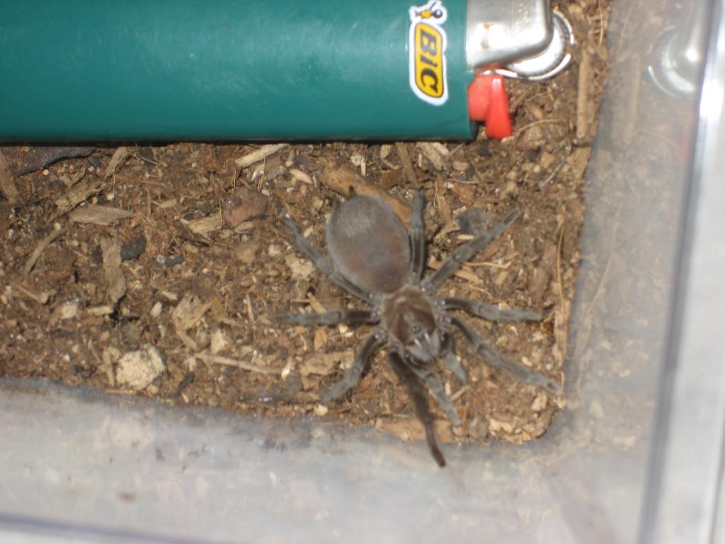 At least 7 yr old Aphonopelma sp. "white mountains"