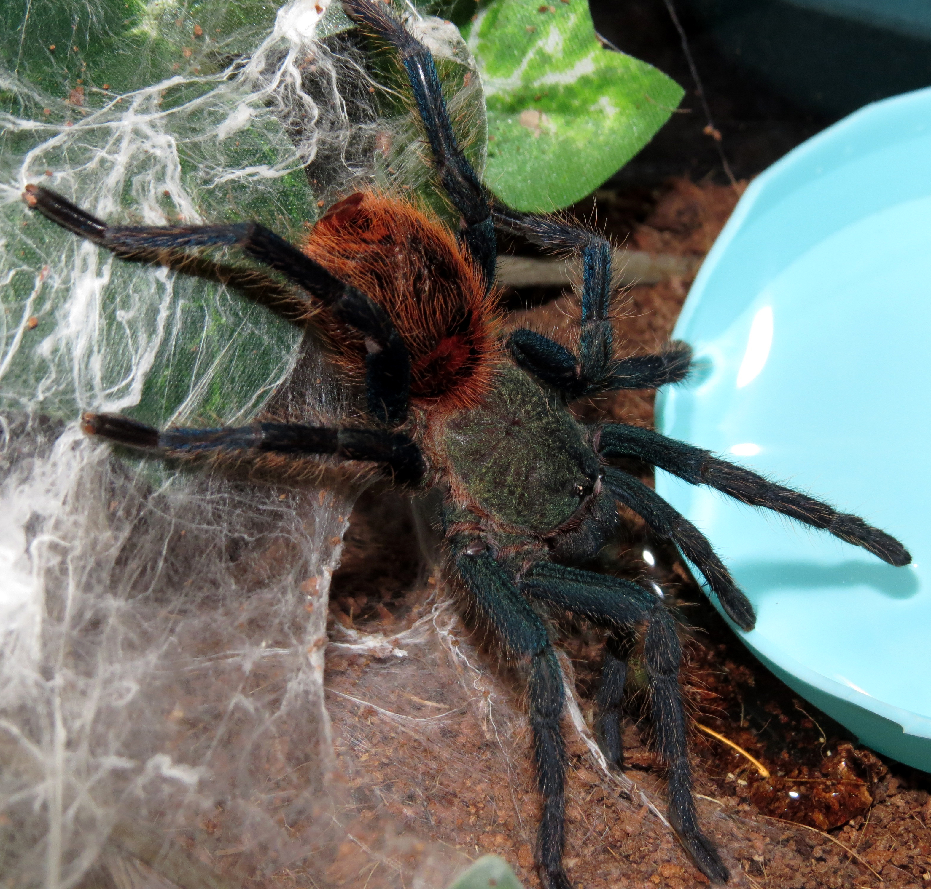 At the Oasis (♂ Chromatopelma cyaneopubescens 3.5")