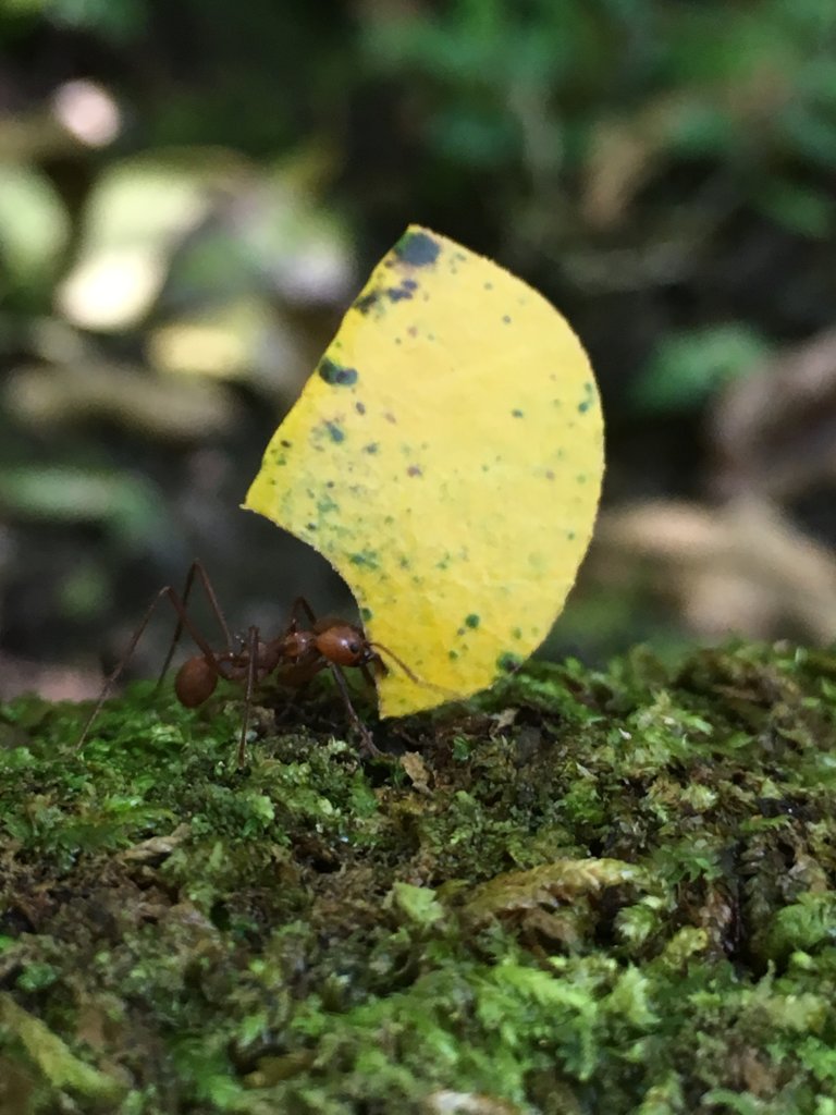 Atta cephalotes