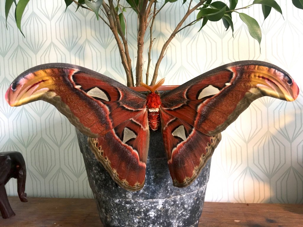 Attacus atlas - male