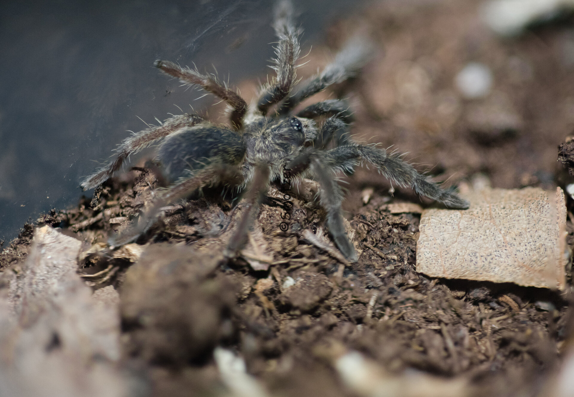 Augacephalus breyeri sling (mediocre) stack-photo