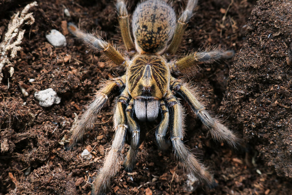 Augacephalus breyeri