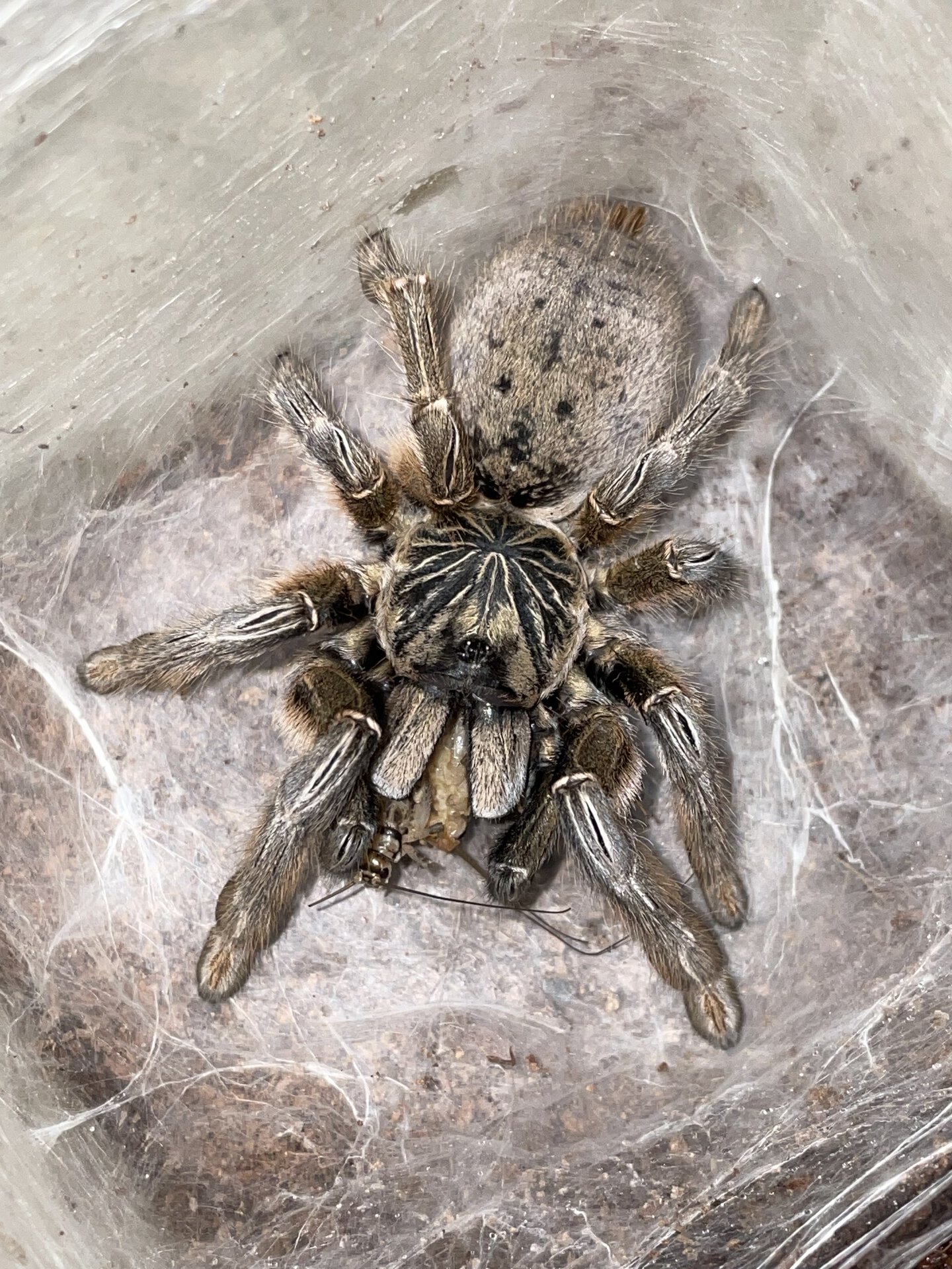 Augacephalus ezendami “Mozambique Baboon” tarantula - adult female enjoying her Thanksgiving Day feast! Happy Thanksgiving to everyone!