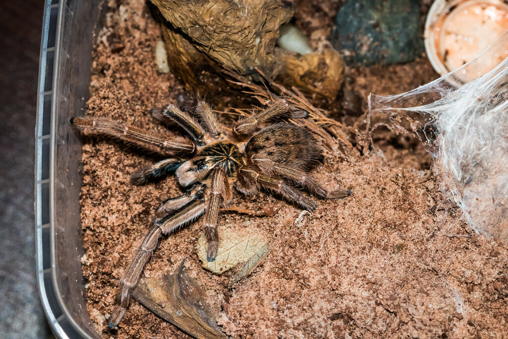 Augacephalus ezendami, apparently MM