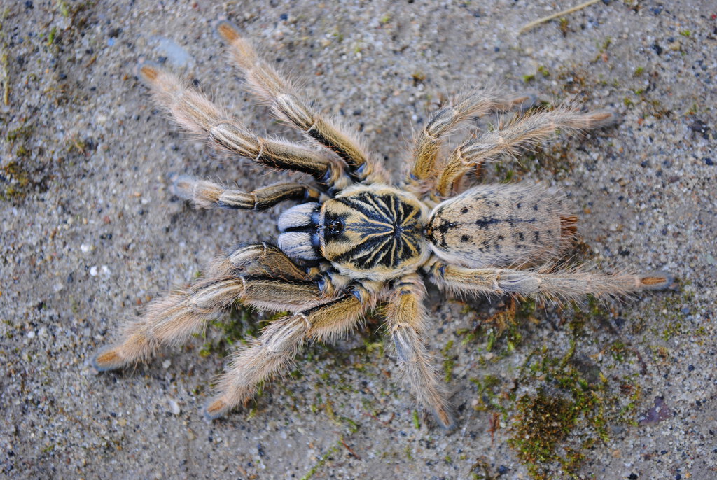 Augacephalus ezendami - Female