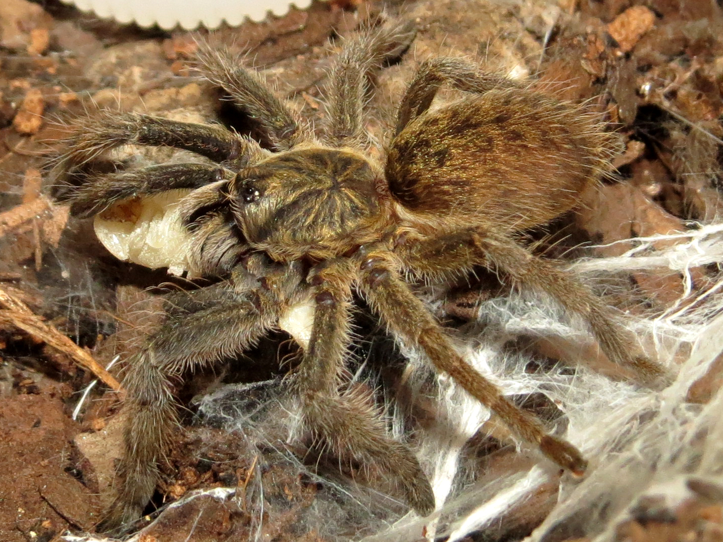 Augacephalus ezendami Sling Feeding (1")