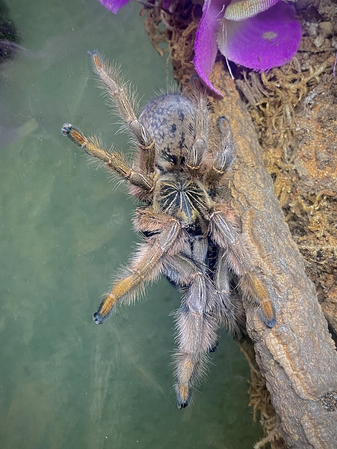 Augacephalus junodi