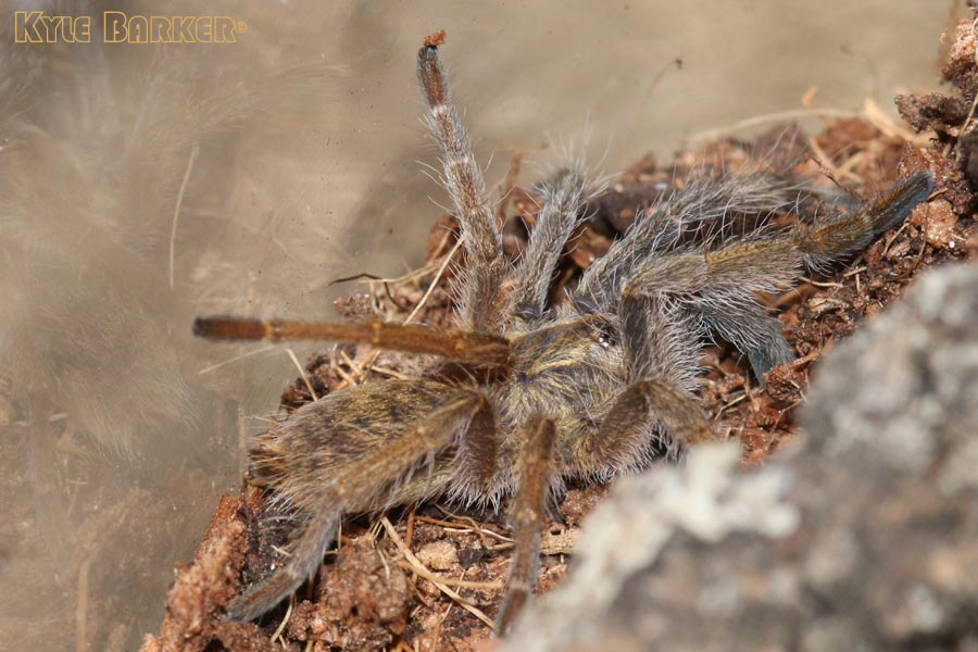 Augacephalus-junodi10.jpg