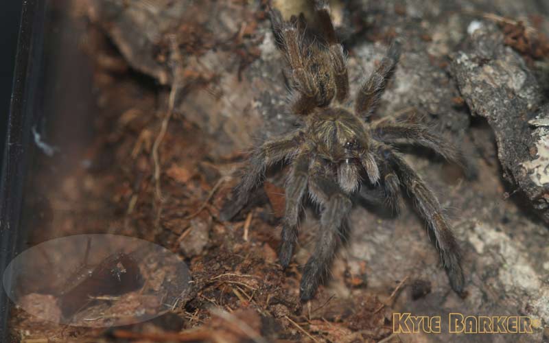 Augacephalus-junodi13.jpg
