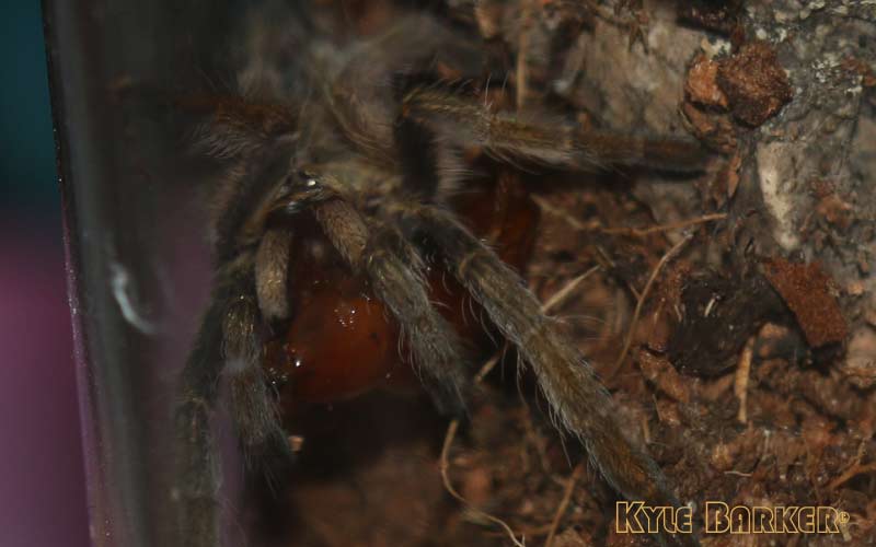 Augacephalus-junodi16.jpg