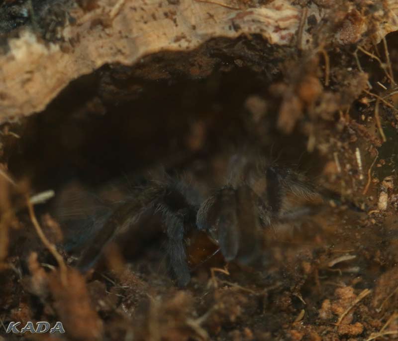 Augacephalus-junodi5.jpg