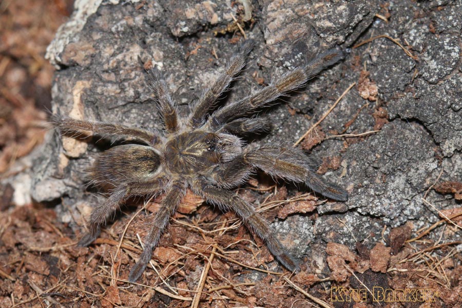 Augacephalus-junodi8.jpg