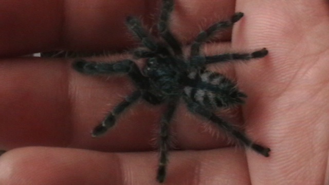 Aurora Avicularia versicolor