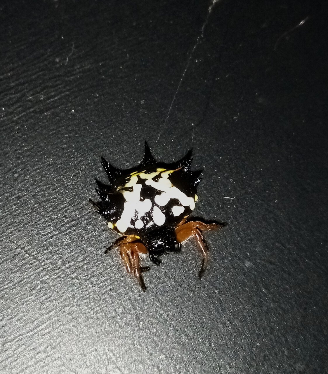 Austracantha minax