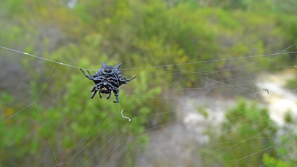 Austracantha Minax_Melanic