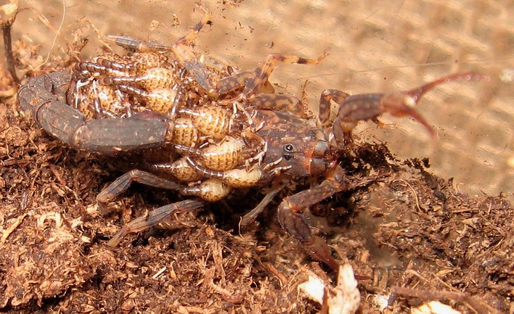 Australian Marbled / Lychas Marmoreus