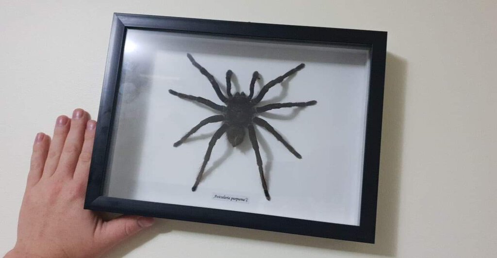 Australian Museum Specimen Labeled "Avicularia purpurea" [2/4]