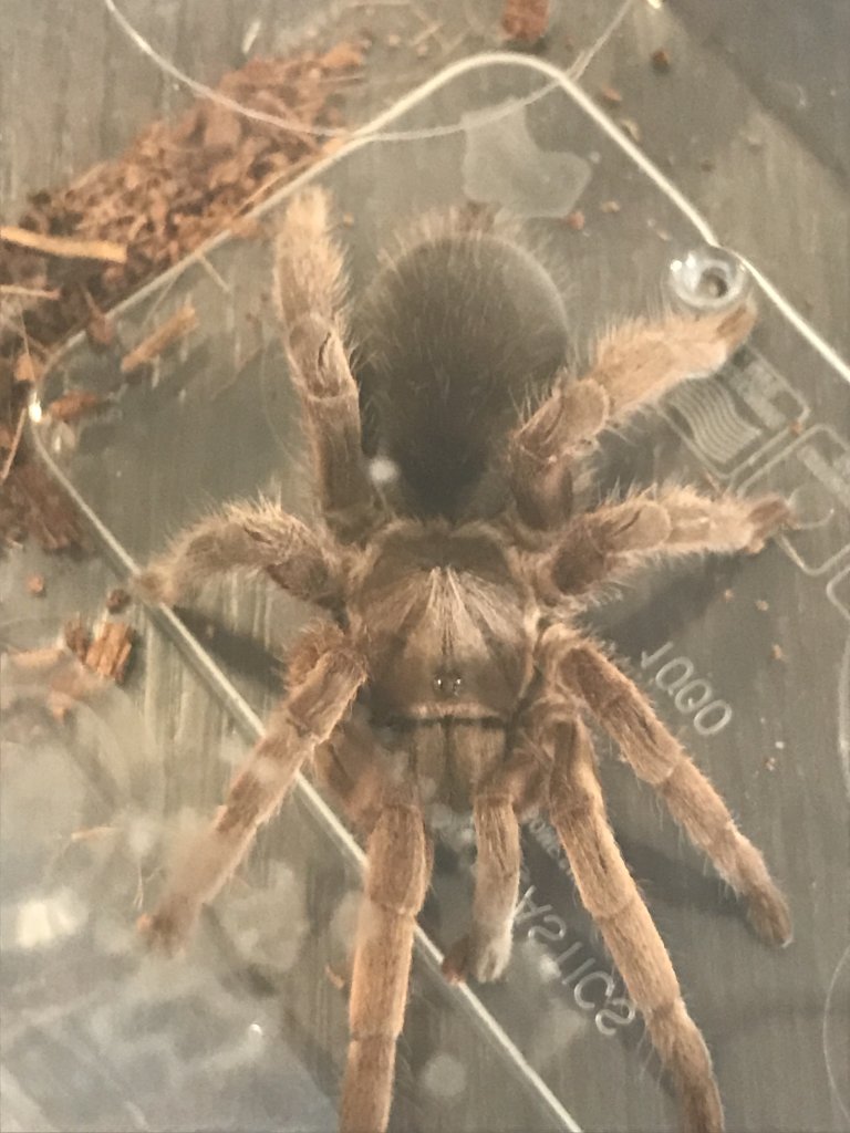 Australian Tarantula [1/2]