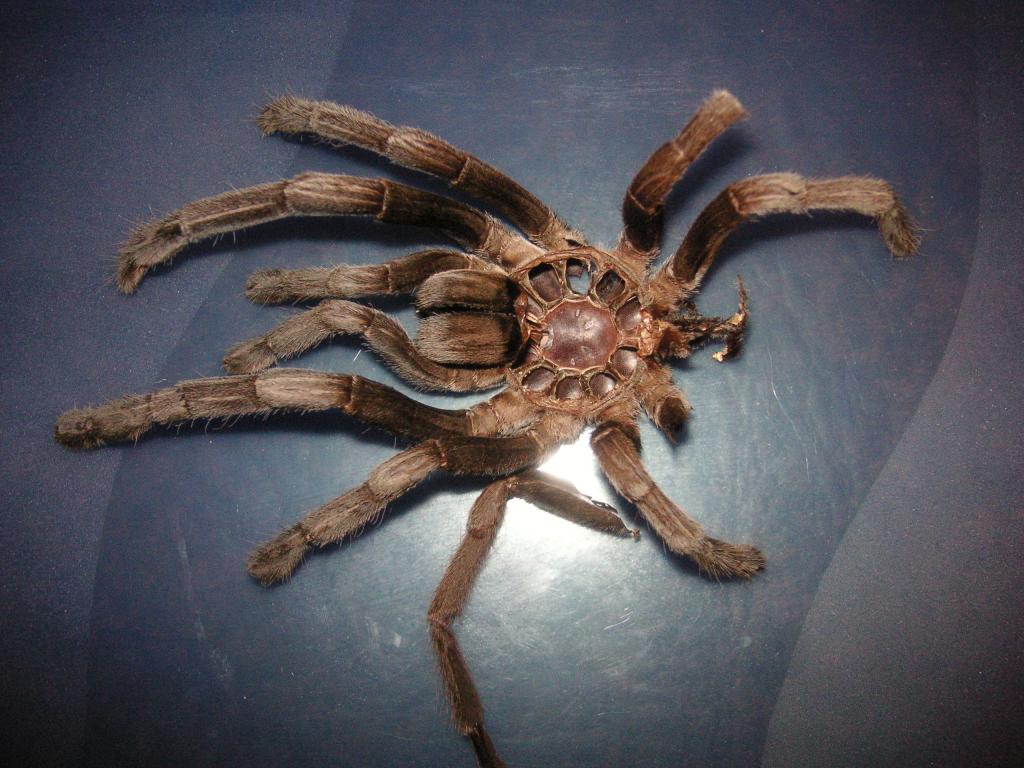 Australian Tarantula Skin