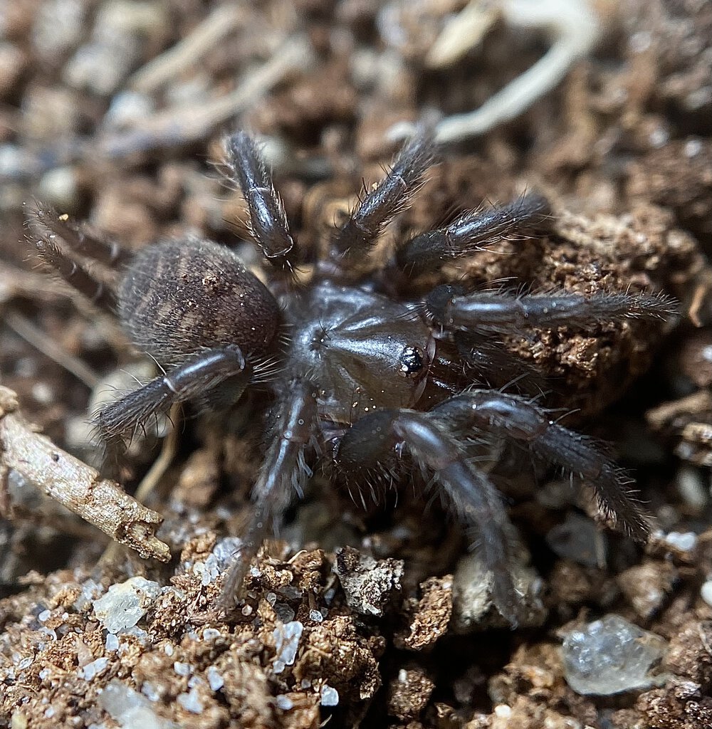 Australothele Sp. “Gympie” | Arachnoboards