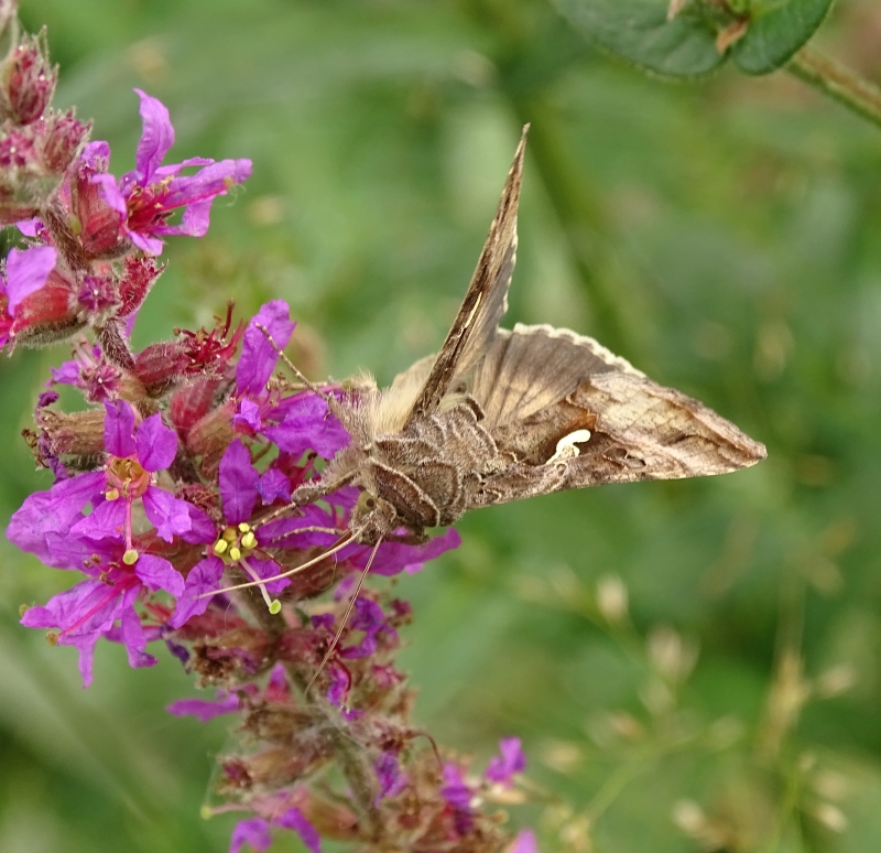 Autographa gamma