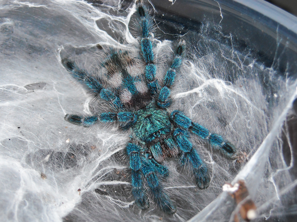 Aversicolor