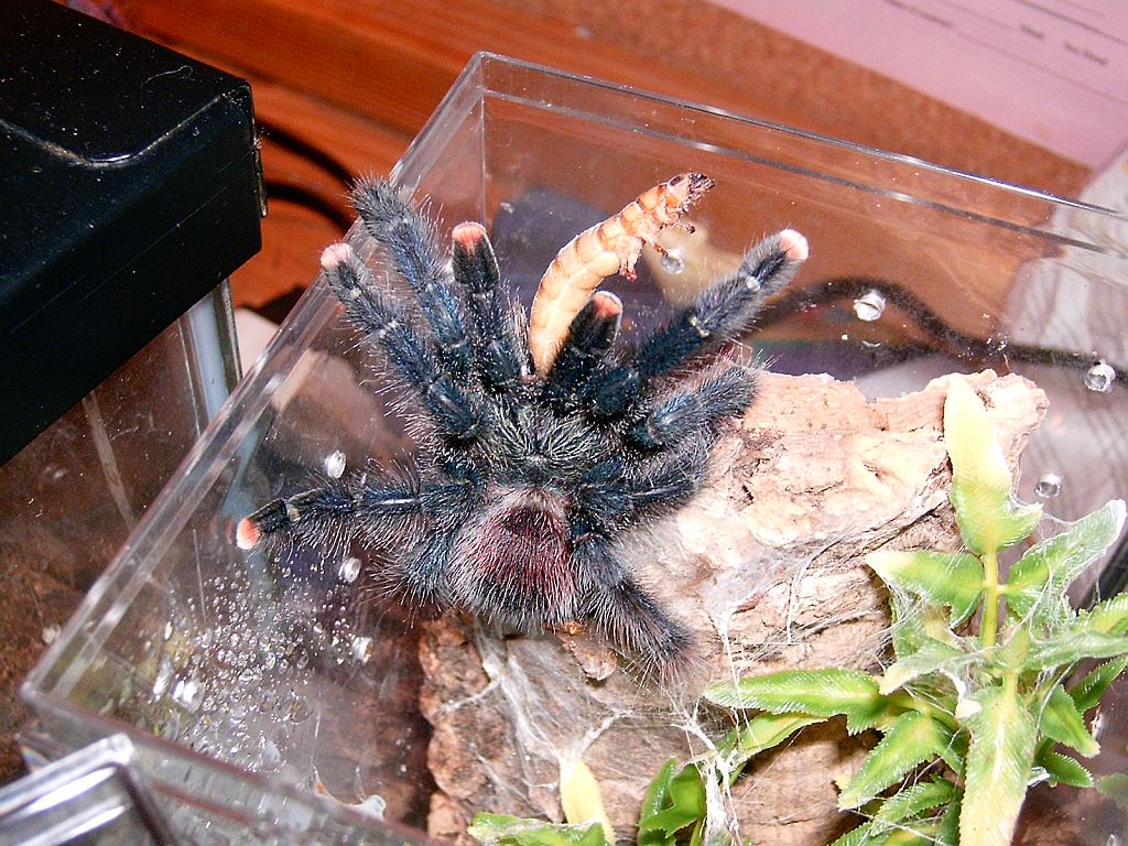 Avic avic eating a superworm