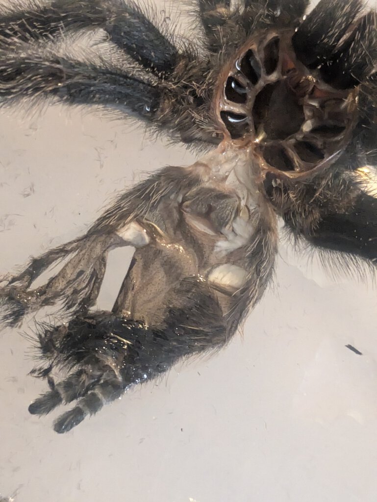 Avic avic M6 molt.jpg