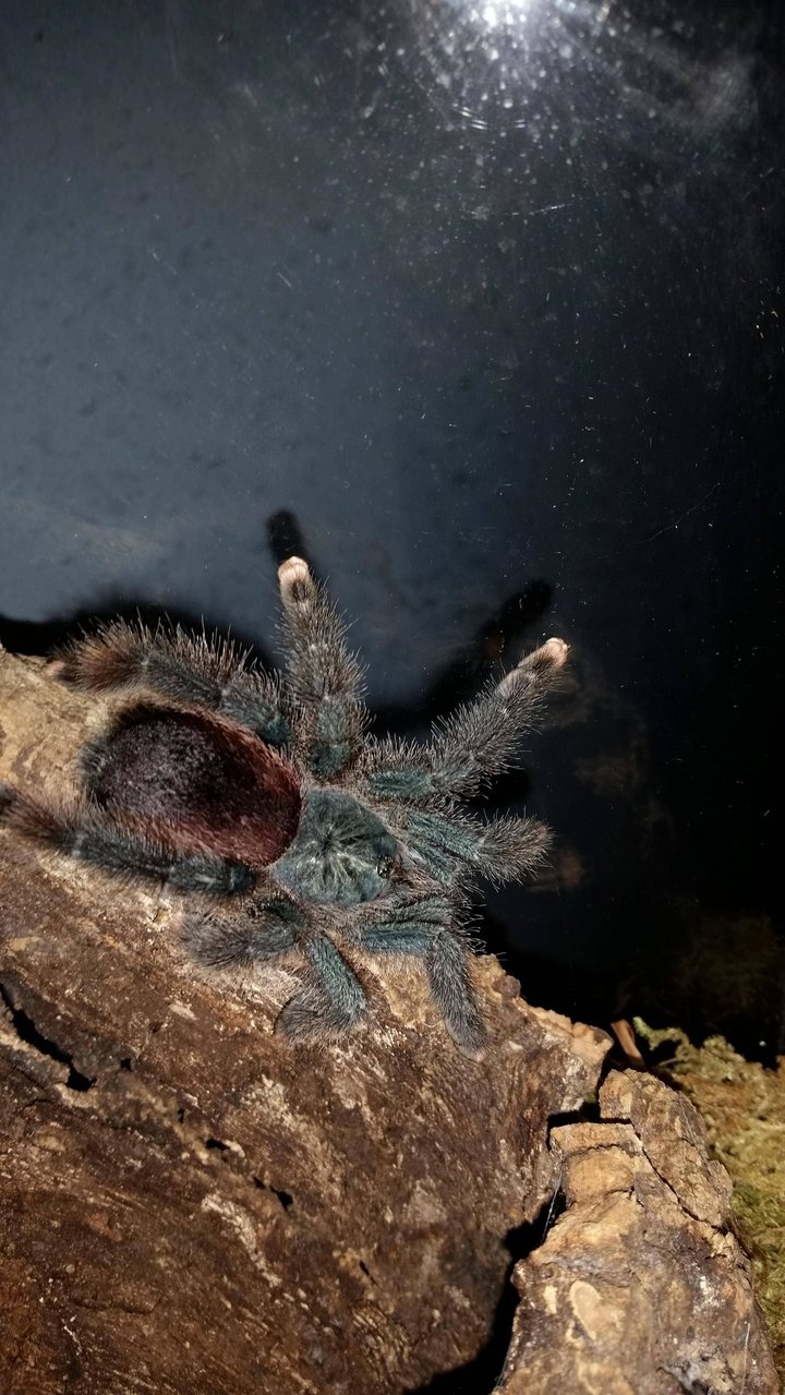 Avic. Avicularia