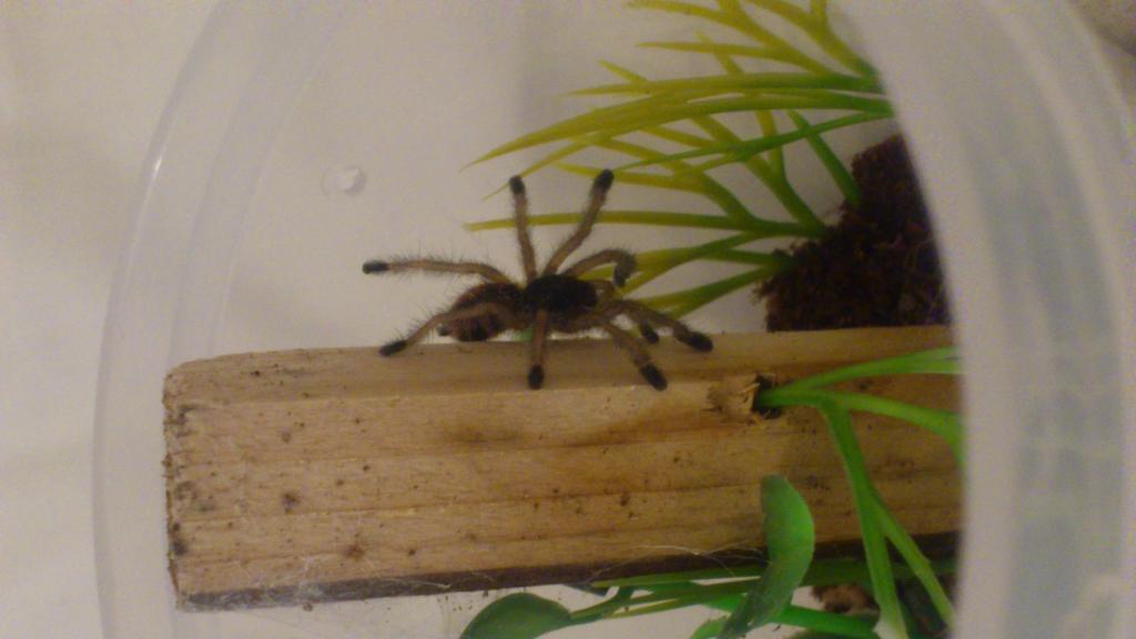 avic bumblebee.