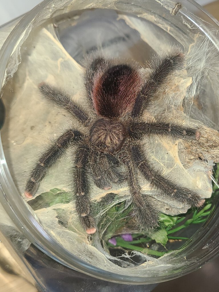 Avic. juruensis M2 subadult male