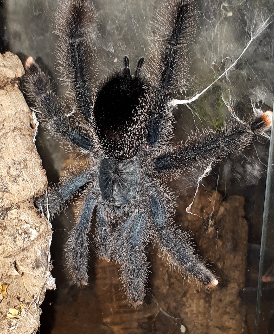 Avic morph 6?