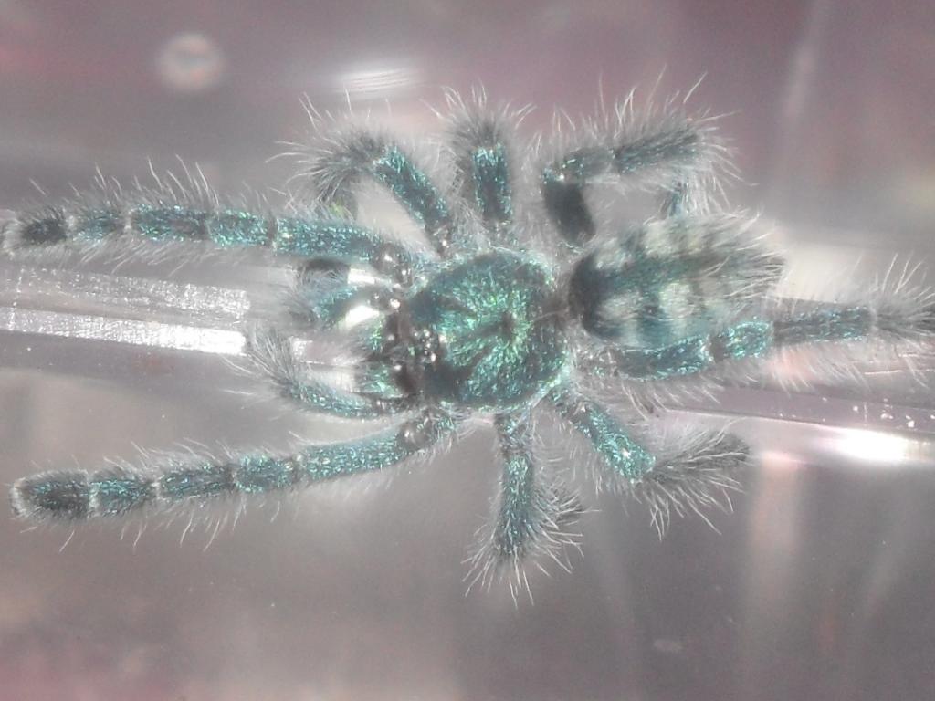 Avic Versicolor