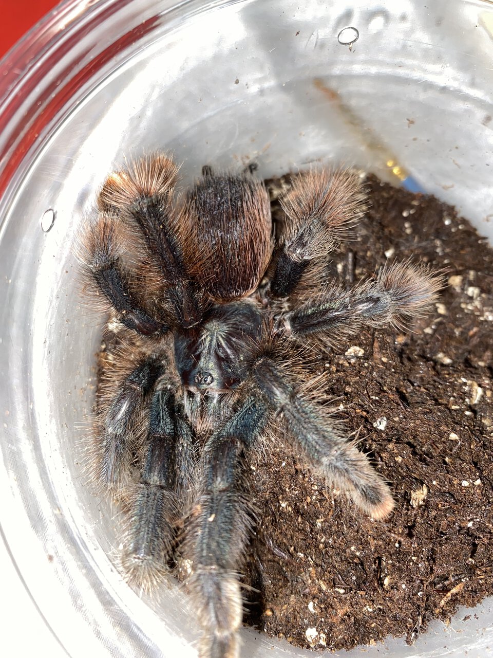 Avicularia…?