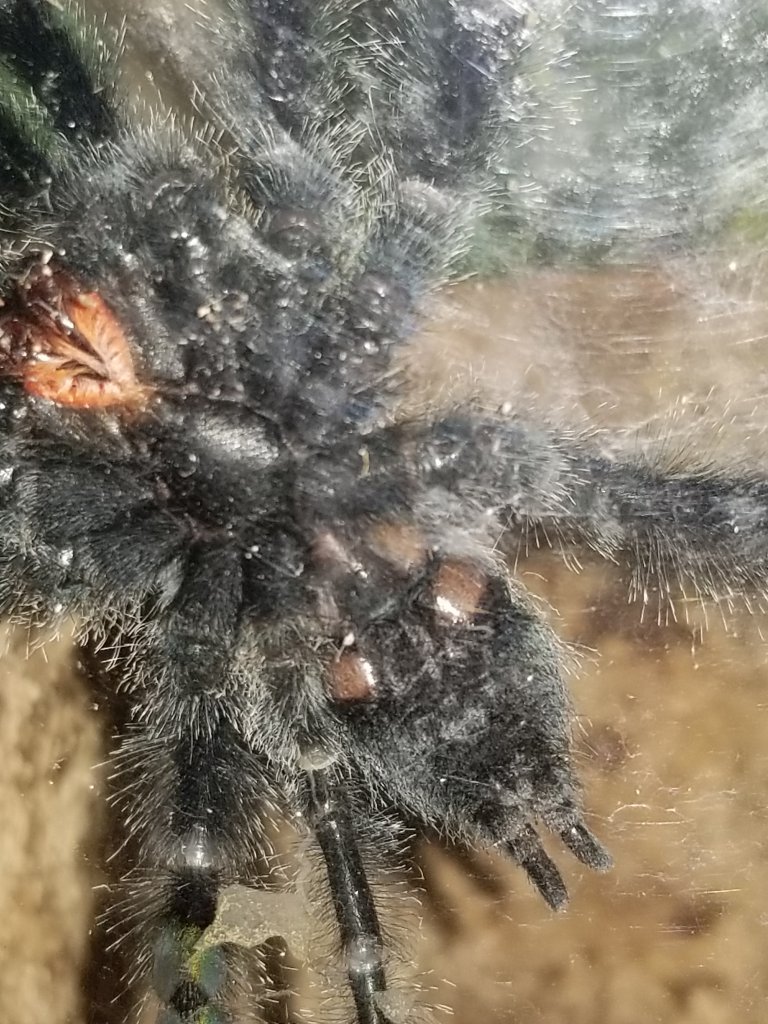 Avicularia A.