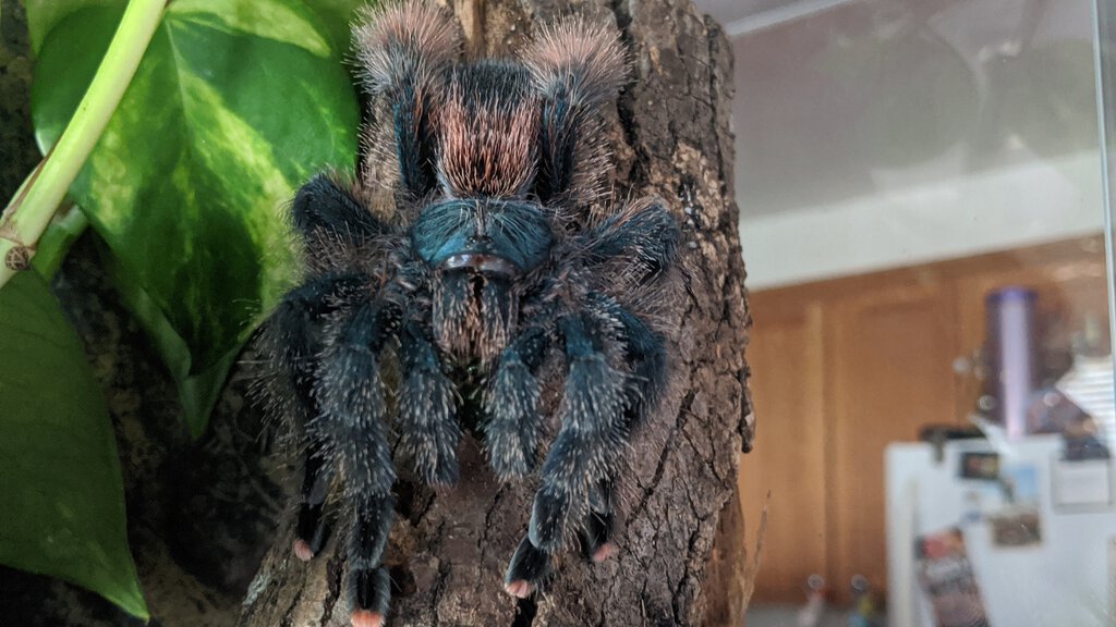 Avicularia A??