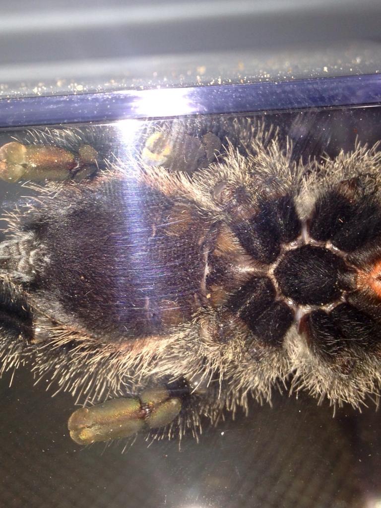 Avicularia amazonica