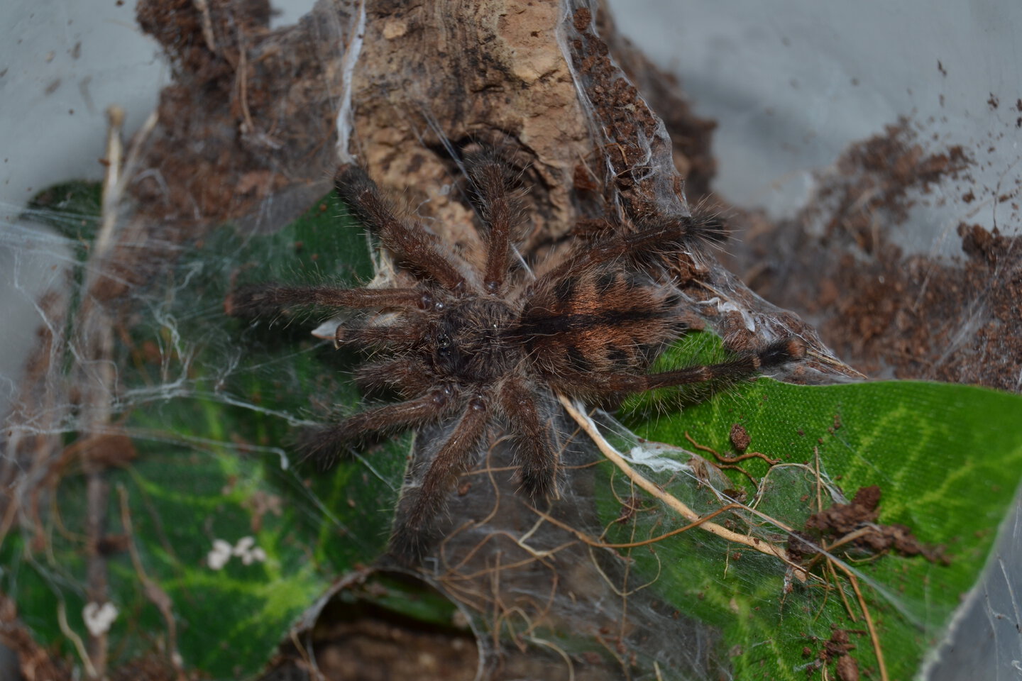 Avicularia aurantiaca juvenile 0,1.JPG