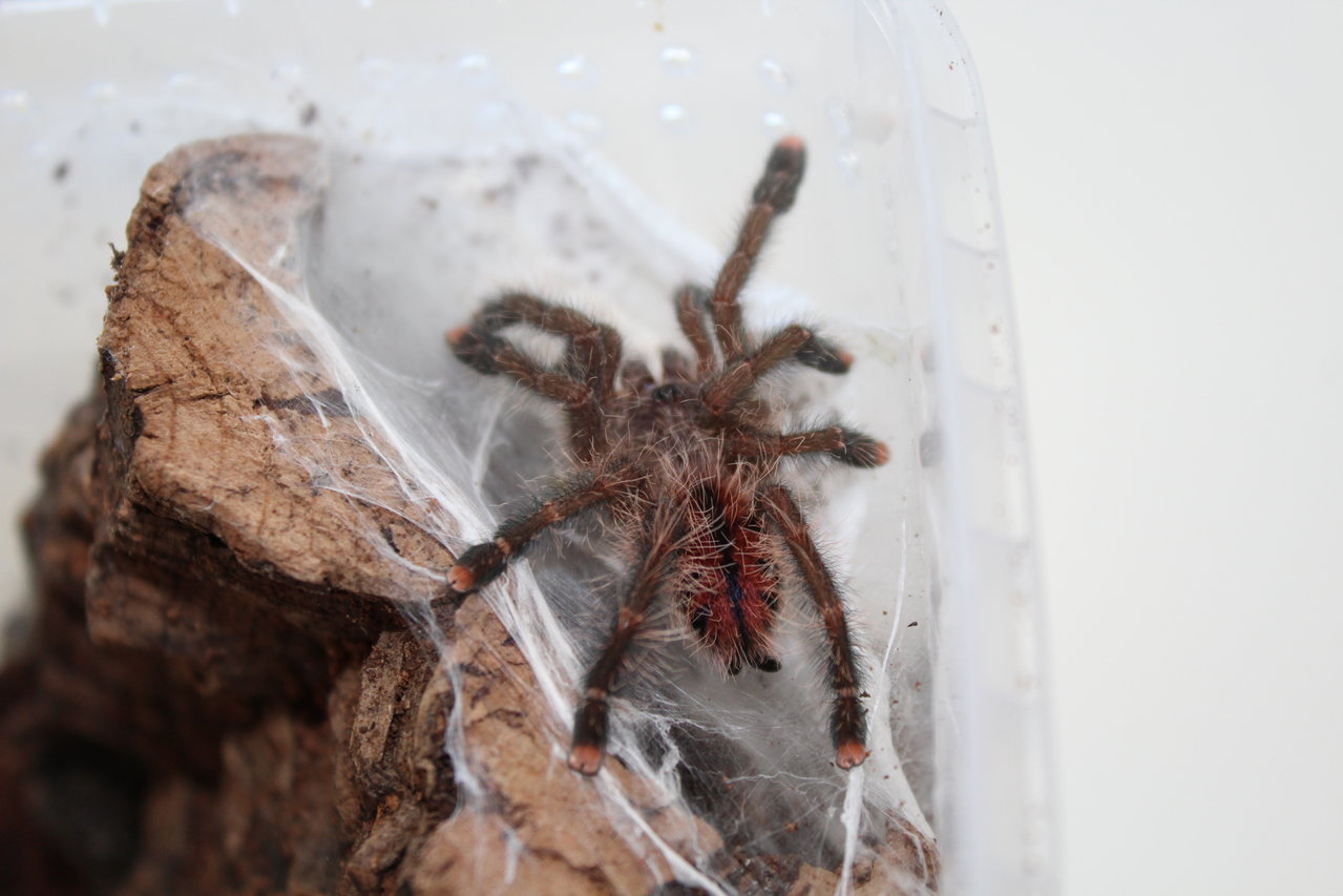 Avicularia aurantiaca