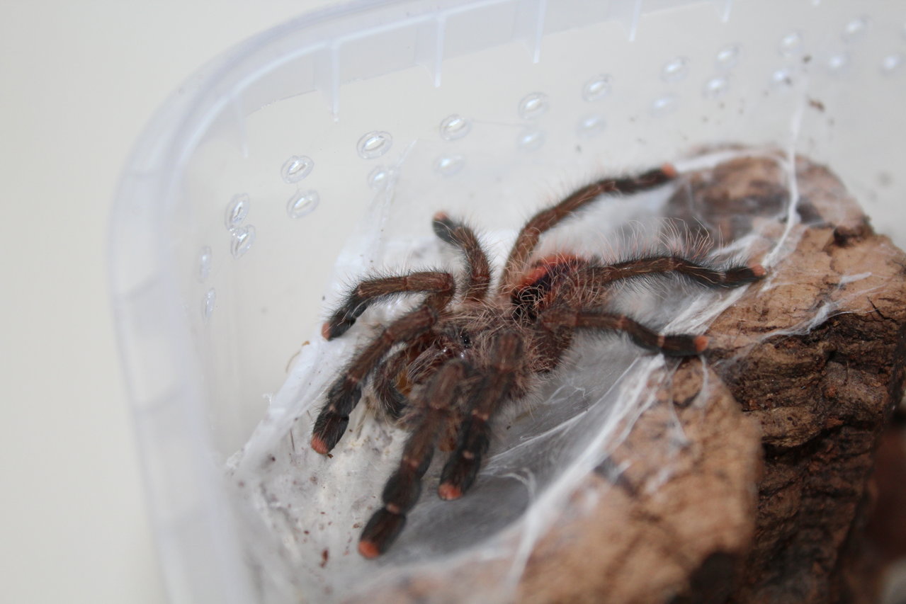 Avicularia aurantiaca