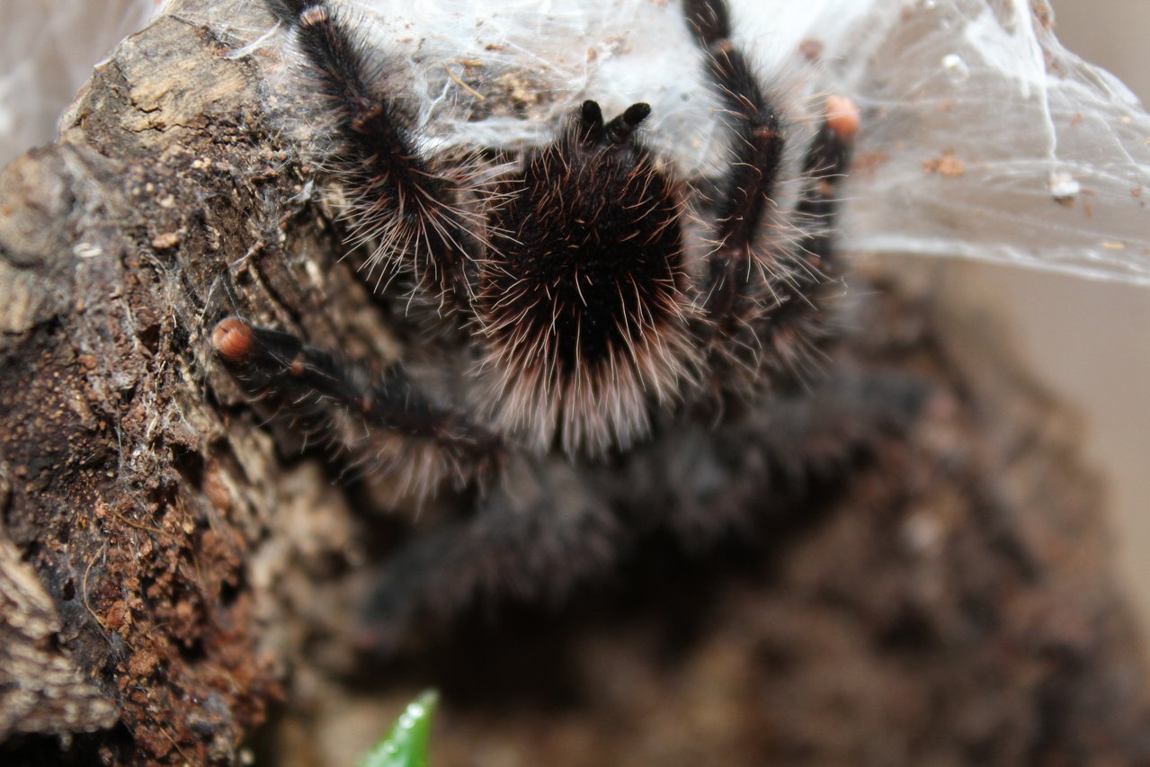 Avicularia aurantiaca