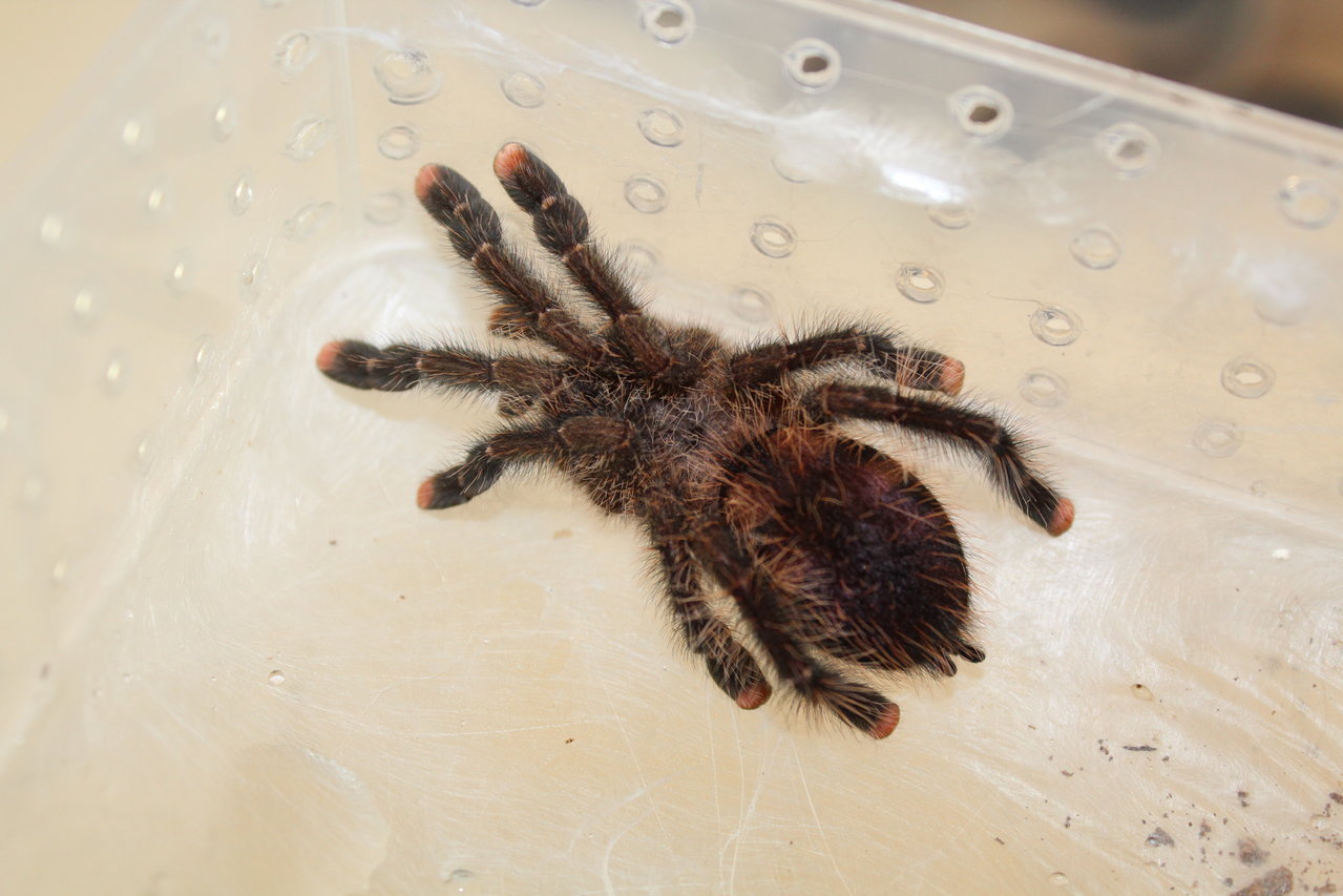 Avicularia aurantiaca