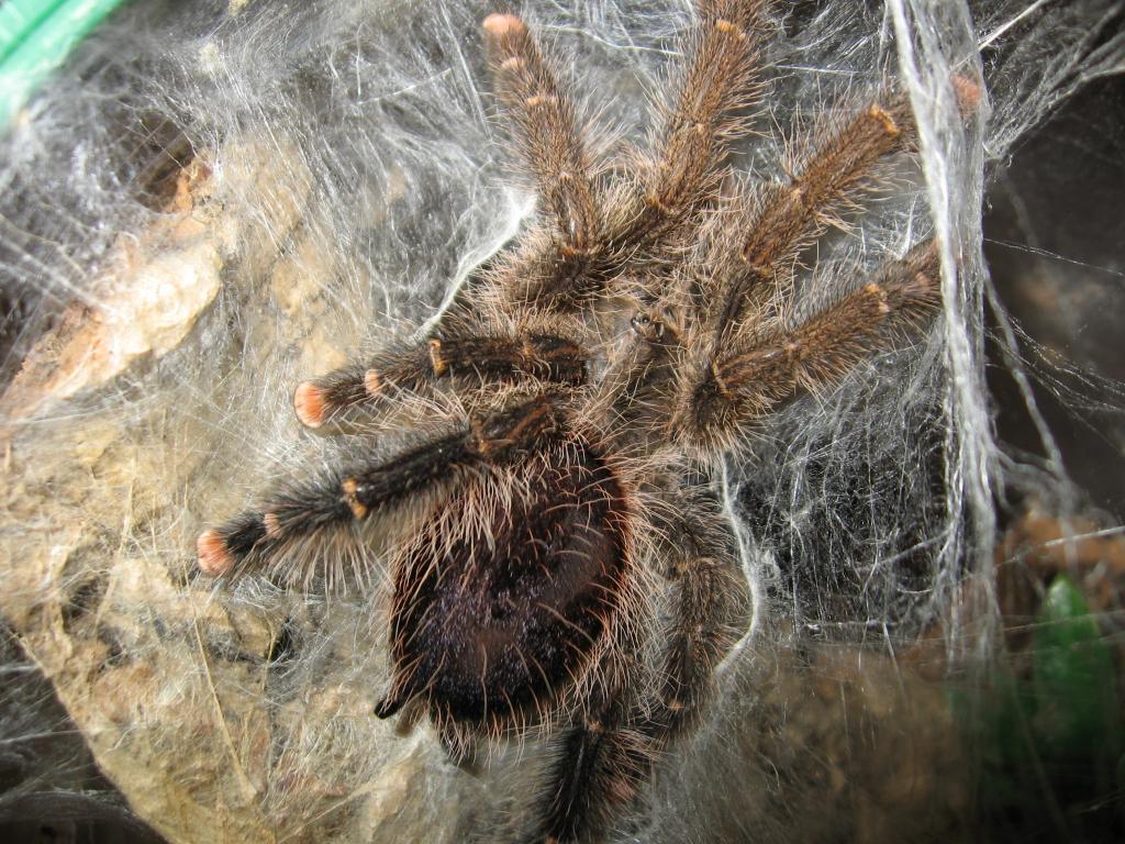 Avicularia Aurantiaca