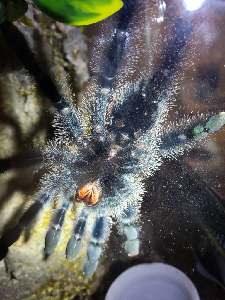 Avicularia avic