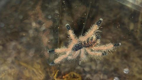 Avicularia avicula