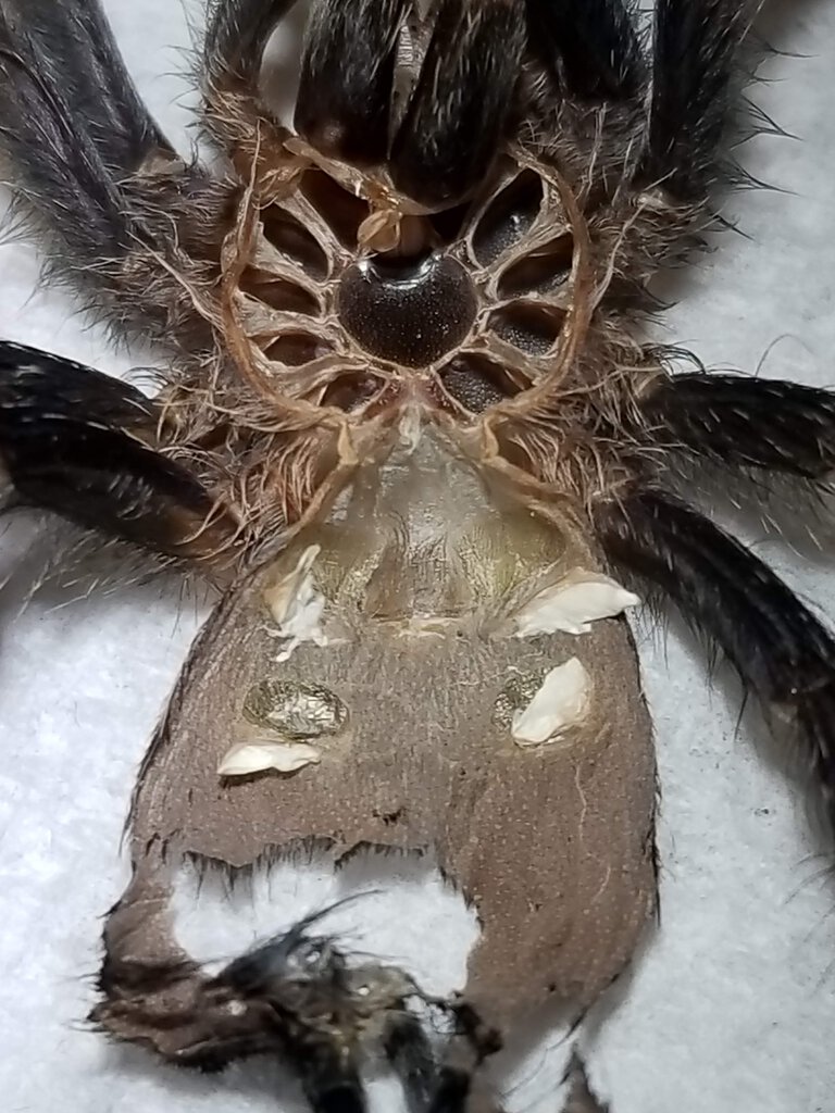 avicularia avicularia 2.5 in male?